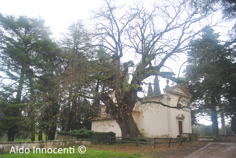ROVERE DI CASEROTTA: ROVERE E CAPPELLA 1' IMMAGINE